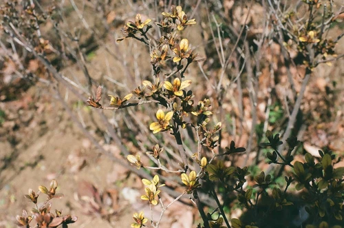 TESTED [NEAR MINT] CONTAX 167MT 35mm Film Carl Zeiss Planar 50mm F1.4  MMJ JAPAN