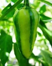 peperoncino FISH PEPPER, 25 semi + OMAGGIO