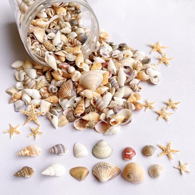 Wanwanzi 1200 PCS Tiny Sea Shells &10 Small Starfish  Mixed Ocean Beach Spira...