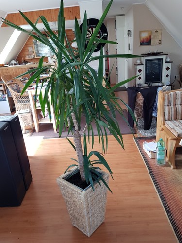Yucca-Palme XXL im Übertopf - Bild 2 von 11