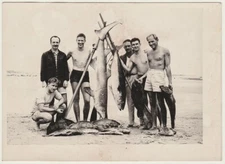 Original vintage 1960s group of fishermen with their catch of shark, big fish