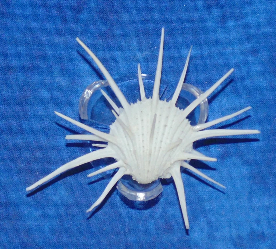 MEDIUM SPONDYLUS IMPERIALIS, SPINY OYSTER, SEA SHELL BEACH DECOR TROPICAL - Image 4 of 4