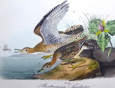 Audubon 1st ed Octavo   BARTRAMIAN SANDPIPER   Birds of America  1840  original