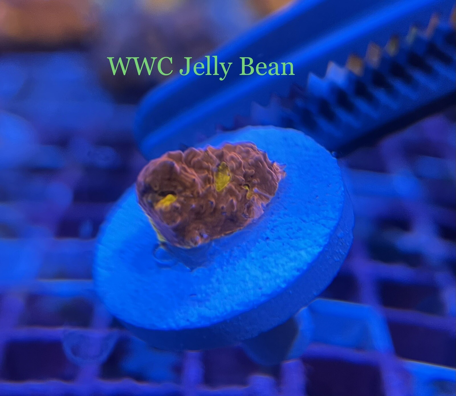 Coral Pack 3 Frags LPS Zoanthids Chalice Coral eBay