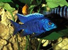 LIVE Blue Peacock African Cichlid 3" MALE (GRADE-A)