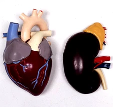Vintage Medical Anatomical Heart AND Kidney Model Merck 1959 Student Teaching