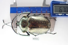 i65511. Insects, Dynastidae, Cheirotonus battareli. Vietnam North. 67mm?