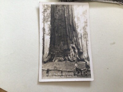 The General Sherman Tree 1950 California used Postcard Ref A6842