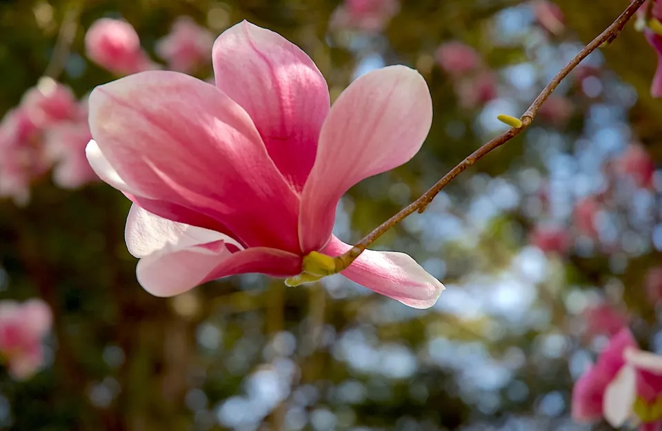 Nikon flagship D1X DSLR Camera Body, Tested and Professional Cleaned - Image 2 of 4