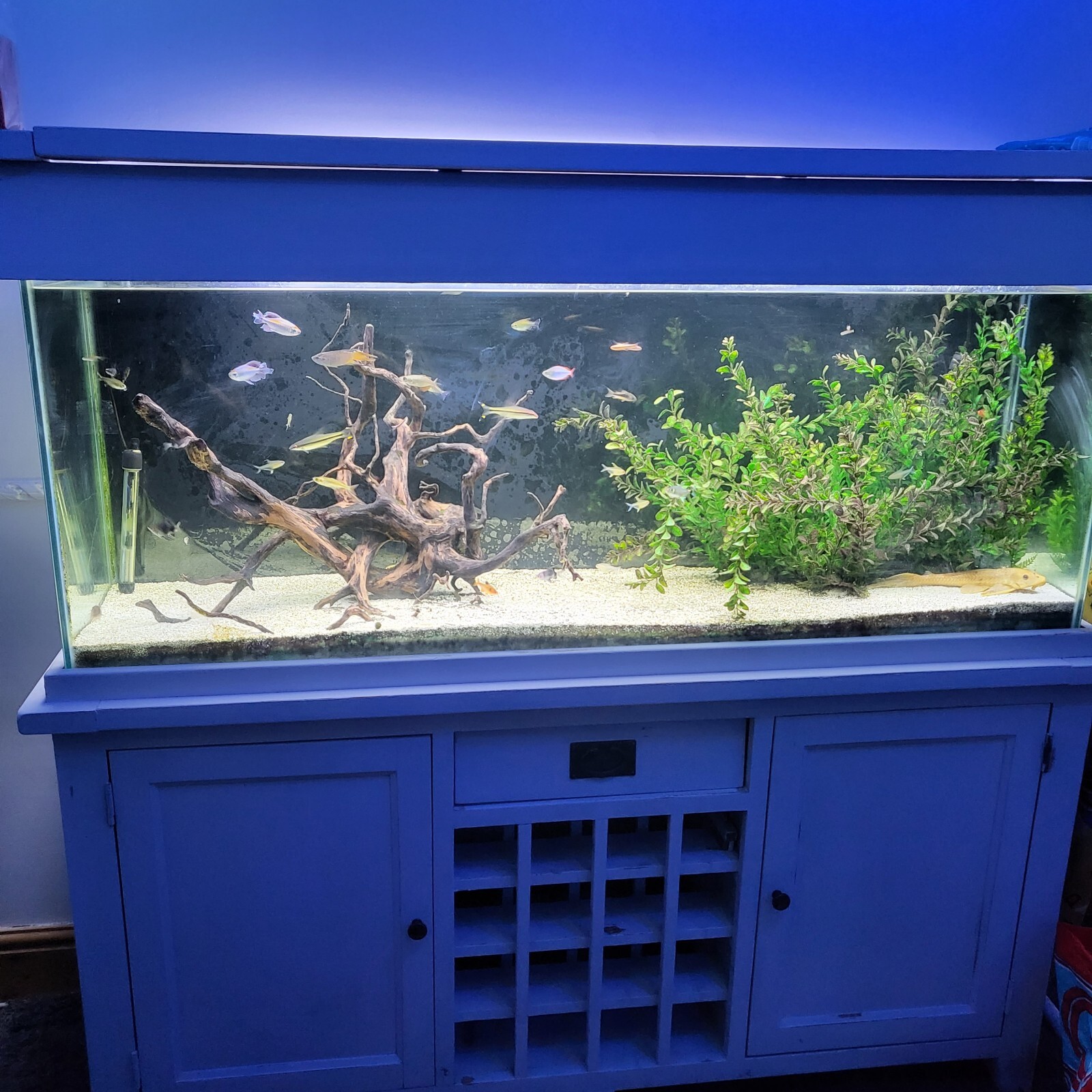 Large, 5 Foot Aquarium fish tank. eBay