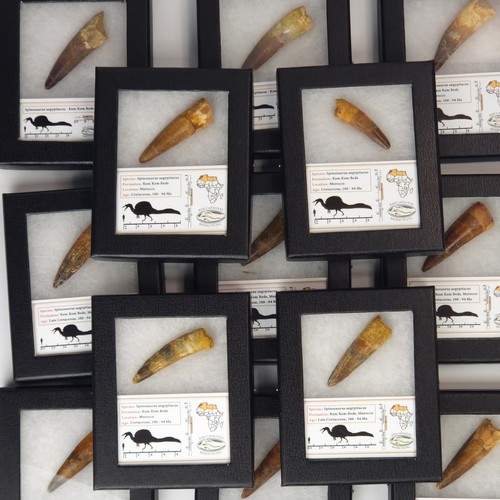Spinosaurus Dinosaur Tooth Fossil (Generic) w/Riker - Black Friday Gift Special
