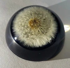 2.6" Real Dandelion in Clear Lucite w/ Black Bottom Paperweight Decor Specimen