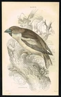 Hawfinch Bird 1840 Antique Hand-Colored Engraving Jardine Ornithology