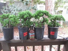 ON SALE!!! SHORT  Japanese Juniper Pre  Bonsai Tree Juniper STAKED