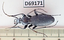 D69171. Unmounted Insects: Carabidae: Carabus sp. North Vietnam.