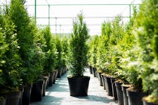 Smaragd-Thuja-Lebensbume online kaufen | eBay.de