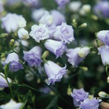 Campanula Plug Plants Bellflower Double Light Blue Flowers Evergreen, Pack of 3
