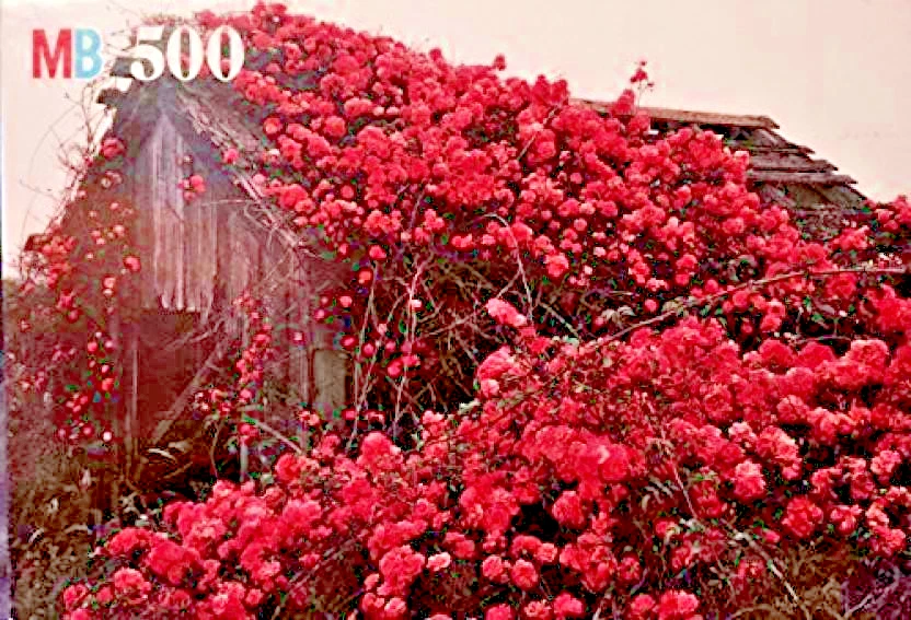 NUEVO 500 Piezas Puzzle California Costa Norte Rosa Flor Cabaña Foto 2 de 4