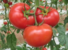 German Johnson - Pink/Red Beefsteak  +25 Seeds - Buy any 3 items, 10% off order!