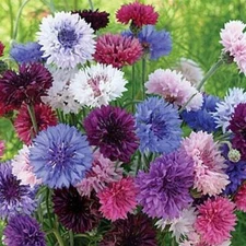 Cornflower / Bachelor Button TALL Mix Cut Flowers Butterflies Non-GMO 400 Seeds