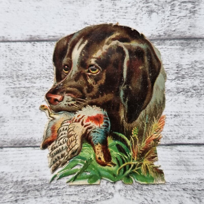 um 1900 Hund Jagd Vogel Beute Tier Kopf Natur Victorian Glanzbild Ephemera alt