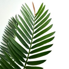 Encephalartos lebomboensis -  - NO horridus hirsutus