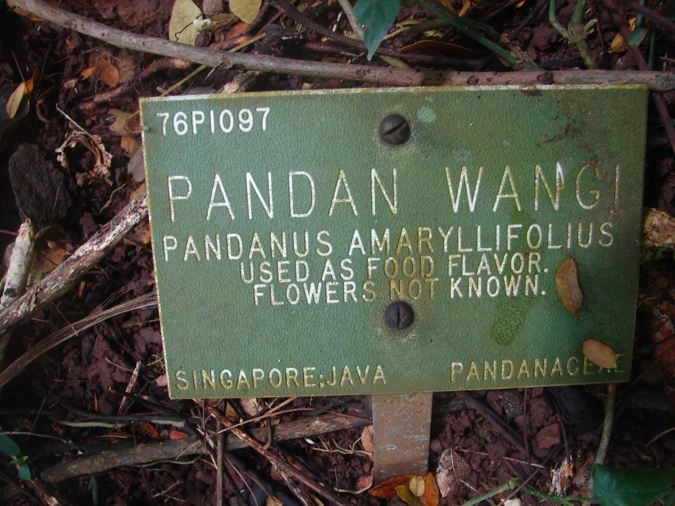 ~FRAGRANT PANDAN WANGI~ Pandanus Amaryllifolius UNIQUE RICE SPICE 12-18+in Potd - Image 3 of 4