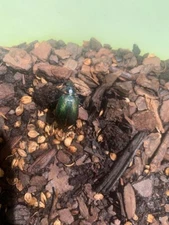 Fiery Searcher: Ground Beetle: Calosoma scrutator (Carabidae) USA Coleoptera