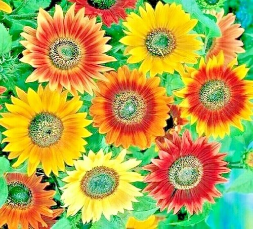 100 AUTUMN BEAUTY SUNFLOWER SEEDS 🌻 5–7′ MIX • BEE BIRD MAGNET • FREE SHIPPING - Picture 2 of 2
