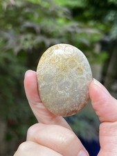 Fossilized Coral Crystal Palmstone AAA+ 34