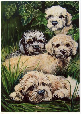 DANDIE DINMONT TERRIER Mustard Pepper DDT Dog Art Limited Edition