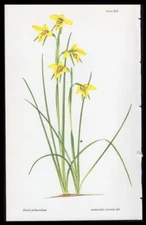 c1981 Curtis Botanical Magazine - Margaret Stones Print  Diuris Pedunculata