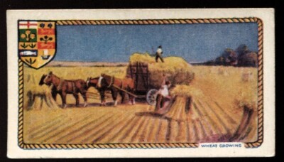 Tabakkarte, Godfrey Phillips, Empire Industries, 1927, Weizenanbau, #13