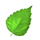 leaf-4209
