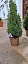Potted Christmas Tree Picea