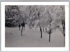 Vtg B&W Snapshot Snowy Trees Ft. A.f.b. France 1957