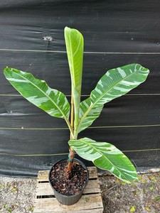Variegated Banana Plant Potted Musa Green Yellow Houseplant Fruit Tree