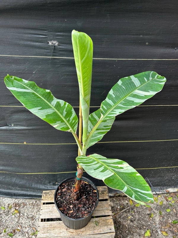 Variegated Banana Plant Potted Musa Green Yellow Houseplant Fruit Tree