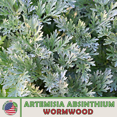 2000 Semi Assenzio Maggiore Artemisia Absinthium Wormwood Absinthe - Foto 6