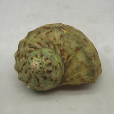 Turbo Marmoratus Turban Shell with Mother of Pearl Inside Large 5.5" inches