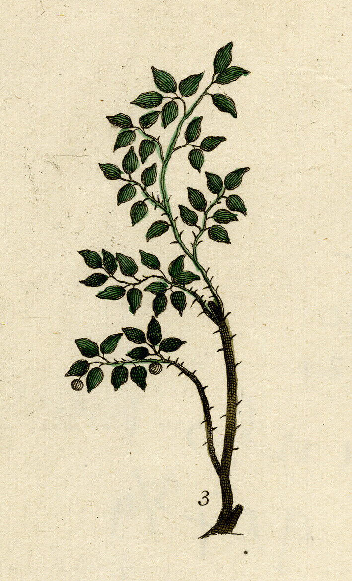 Antique Print-BIOLOGY-CARAMBOLEIRA-CARAMANDEIRA-STARFRUIT-Schley-1767 Specjalna cena ograniczona przedmiot