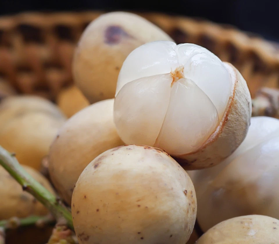 Rarest Lanzones 2 fresh seeds Lansium parasiticum - Duku Langsat- US seller