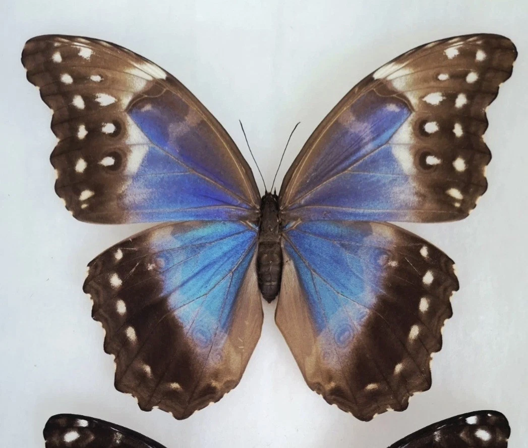 Morpho for sale | eBay