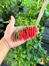 Variegated Cobra Pepper Seeds 