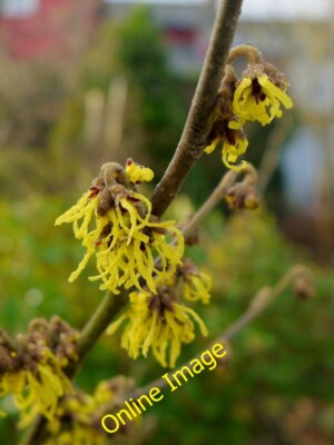 Photo 6x4 Hamamelis mollis 'Arnold Promise' Bromsash A few days after [[[ c2014