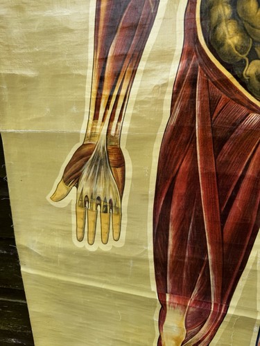 Vintage GANZKÖRPER MUSKULATUR Schultafel Anatomie medizinische Tabelle - Bild 12 von 20