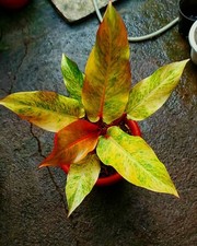 Philodendron Marmalade tricolor Phytosanitary Cert / DHL Express