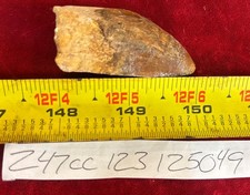 Rare Carcharodontosaurus Dinosaur Tooth T Rex Cousin 95 Mil Yrs Fossil 2”