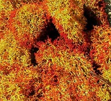  Heki 3216 (149,67€/kg) Islandmoos schattiert 30g Neu + OVP