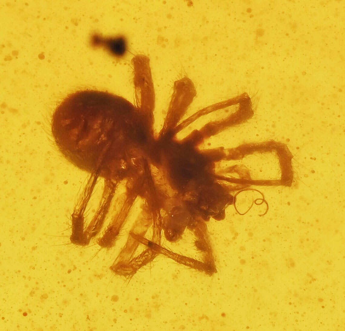 RARE! Swarm of Spiderlings, Fossil Inclusion in Burmese Amber | eBay